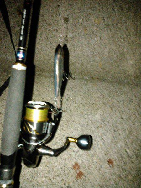 朝マヅメにチヌトップ